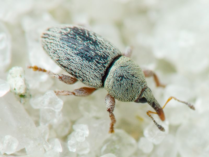 Tychius pumilus C. Brisout de Barneville, 1862